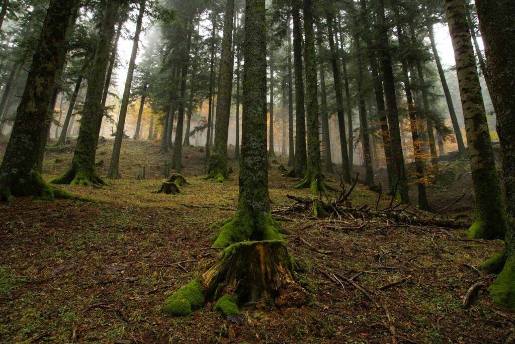 Parco Nazionale delle Foreste Casentinesi (FC) - Abetina