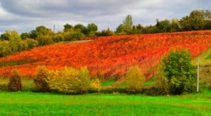 Borgo di Castelvetro (MO) -Vigneto nei colori dell'autunno