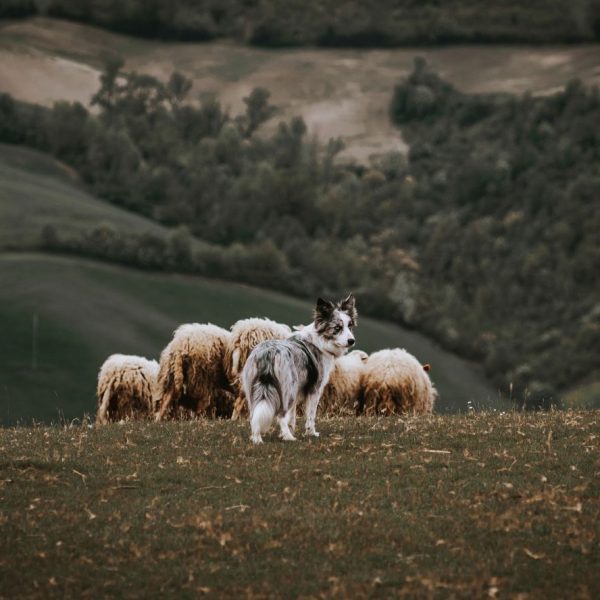 Cammino dell'Unione (MO) - Pecore