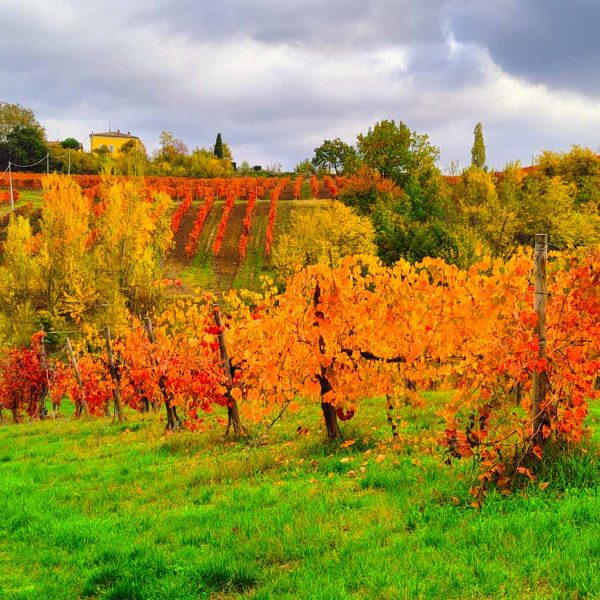 Borgo di Castelvetro (MO) - Foliage dei vigneti in autunno
