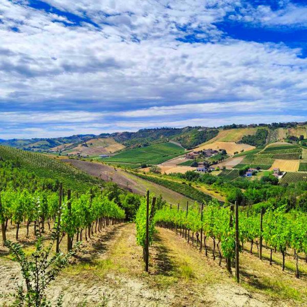 Borgo di Vigoleno (PC) - Vigneti