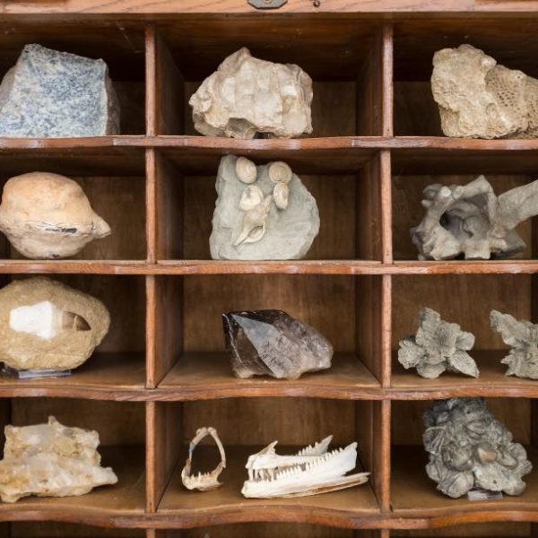 Museo Mumab (PC) - Reperti e fossili