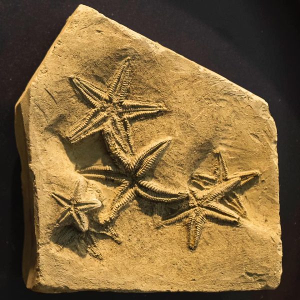 Museo Mumab (PC) - Fossili di stelle marine