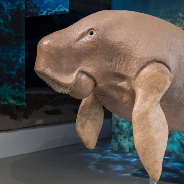 Museo Mumab (PC) - Riproduzione balenottera