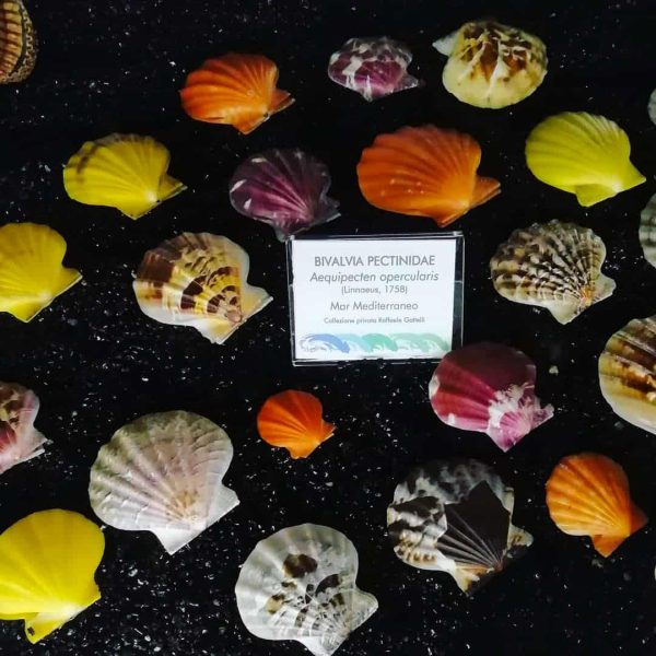 Museo Aquae Mundi (RA) - Conchiglie canestrelli