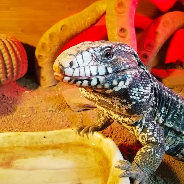 Museo Aquae Mundi (RA) - Tegu argentino
