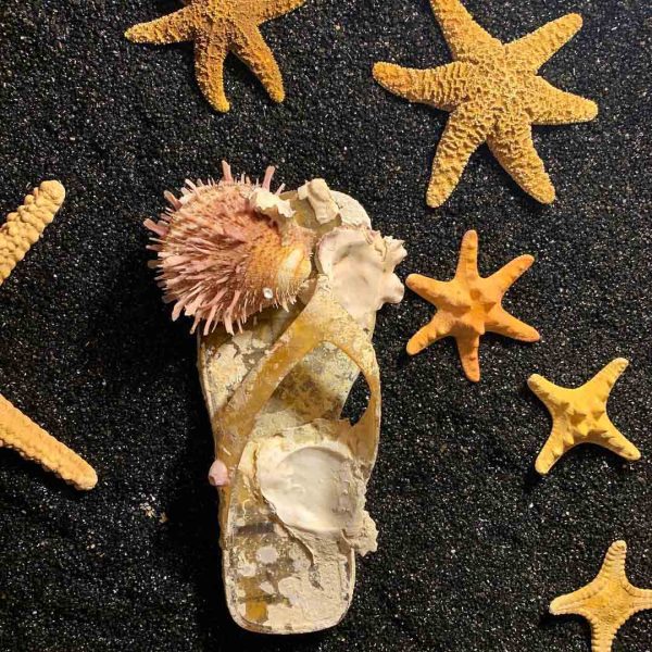 Museo Aquae Mundi (RA) - Stelle marine
