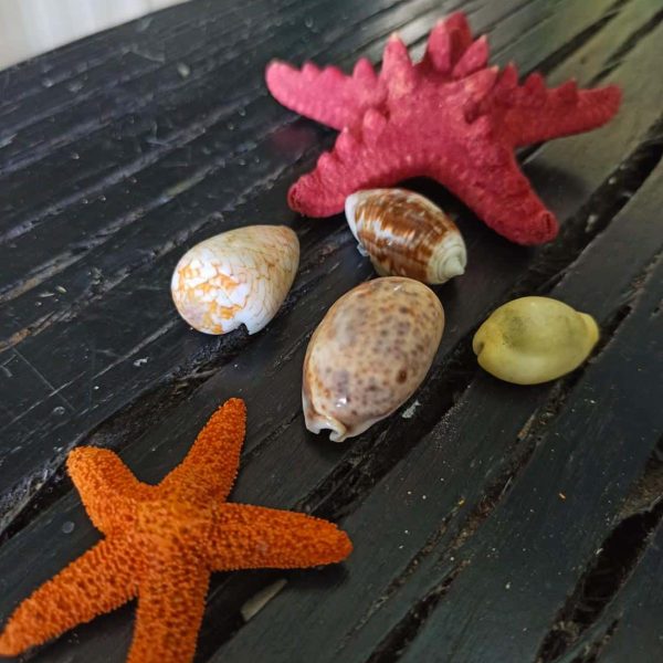 Museo Aquae Mundi (RA) - Stelle marine e conchiglie