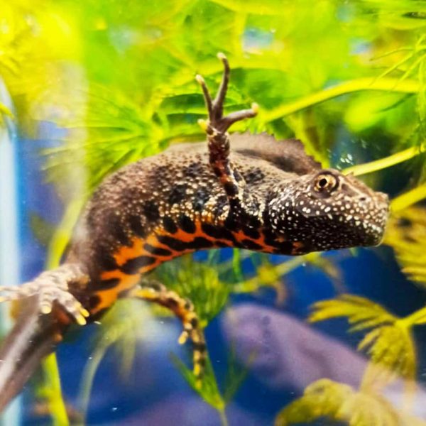 Museo Aquae Mundi (RA) - Salamandra