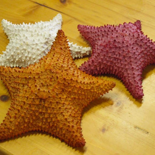 Museo Aquae Mundi (RA) - Stelle marine