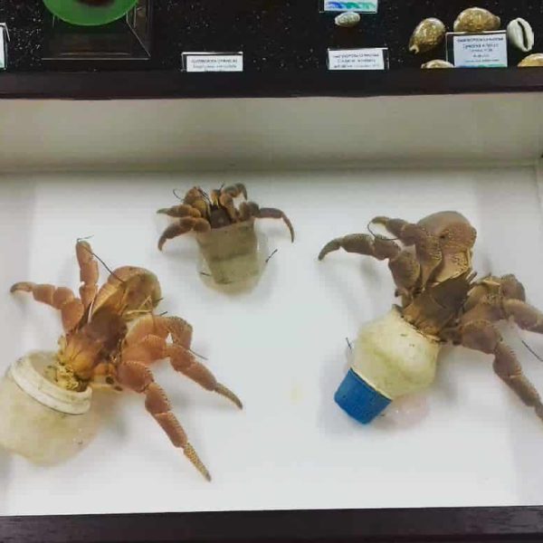 Museo Aquae Mundi (RA) - Paguri