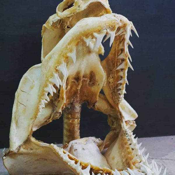 Museo Aquae Mundi (RA) - Dentatura dello squalo mako