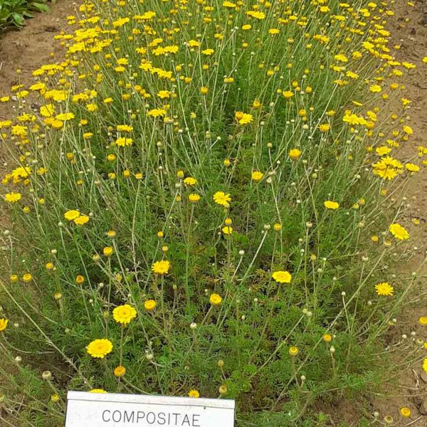 TOGOLOCO_SCHEDE_NATURA-GIARDINO DELLE ERBE_04