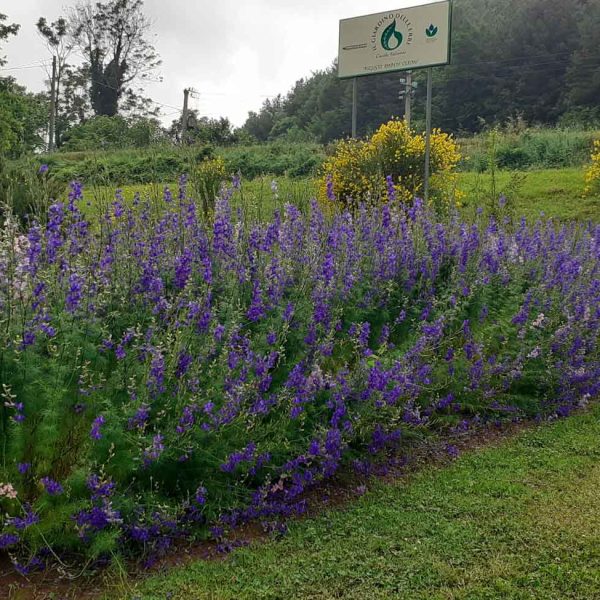 TOGOLOCO_SCHEDE_NATURA-GIARDINO DELLE ERBE_05