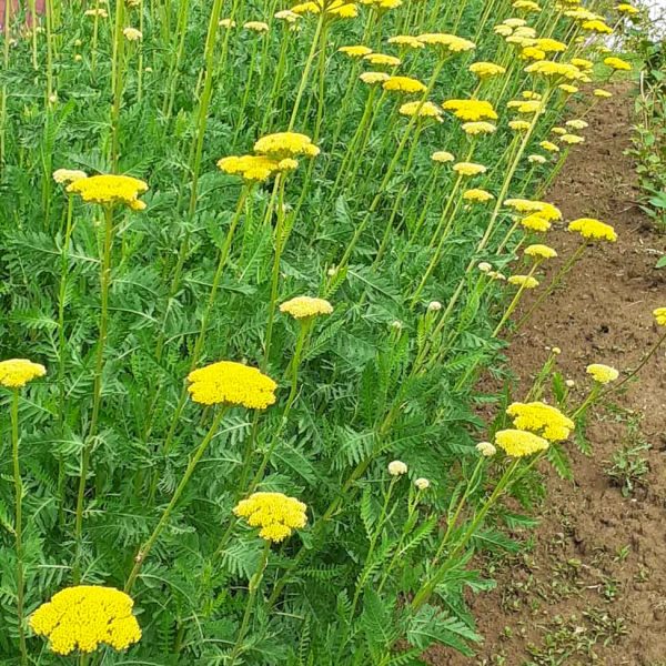 TOGOLOCO_SCHEDE_NATURA-GIARDINO DELLE ERBE_06