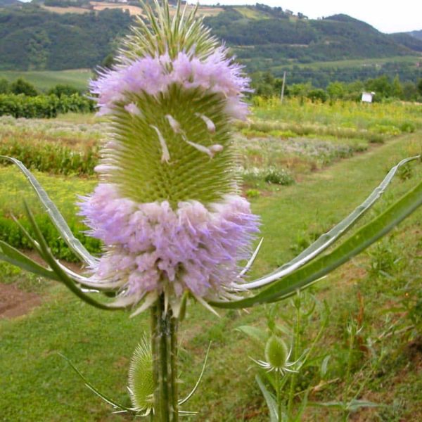 TOGOLOCO_SCHEDE_NATURA-GIARDINO DELLE ERBE_07