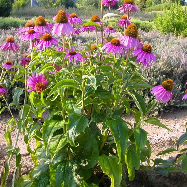 TOGOLOCO_SCHEDE_NATURA-GIARDINO DELLE ERBE_09