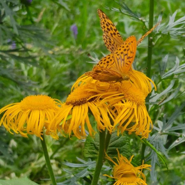 TOGOLOCO_SCHEDE_NATURA-GIARDINO ESPERIA_041