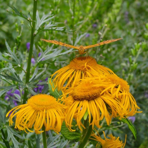 TOGOLOCO_SCHEDE_NATURA-GIARDINO ESPERIA_05