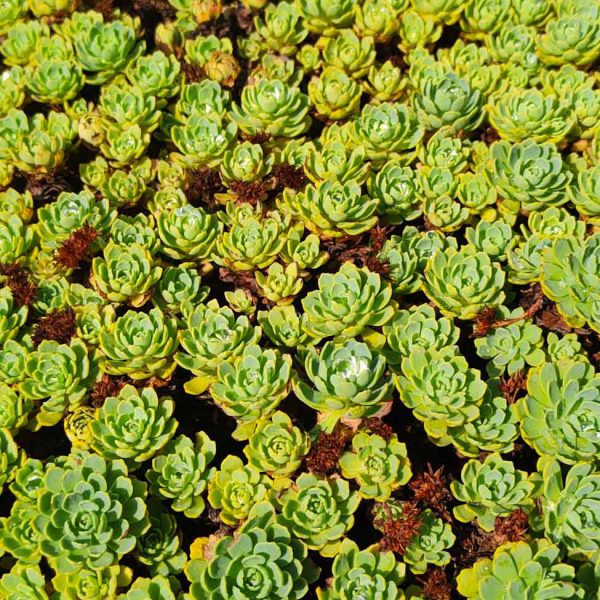 TOGOLOCO_SCHEDE_NATURA-GIARDINO ESPERIA_07