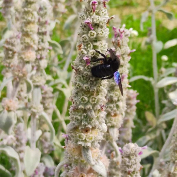 TOGOLOCO_SCHEDE_NATURA-GIARDINO ESPERIA_08