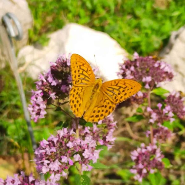 TOGOLOCO_SCHEDE_NATURA-GIARDINO ESPERIA_09