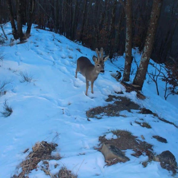 Parco Regionale Corno alle Scale (BO) - Cerbiattoo (BO) -