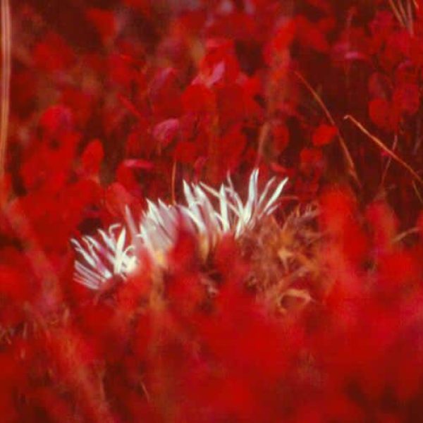 TOGOLOCO_SCHEDE_NATURA-PARCO DEL FRIGNANO_04