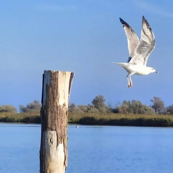 Parco Regionale del Delta del Po (FE) - Un gabbiano prende il volo