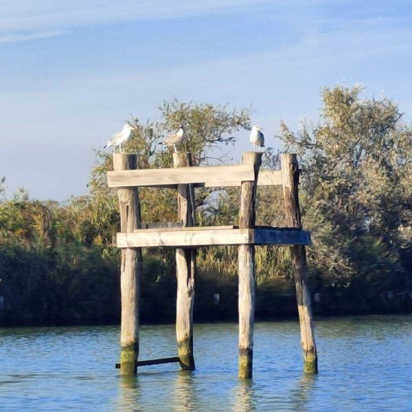 Parco Regionale del Delta del Po (FE) - Gabbiani su tronchi di legno in acqua