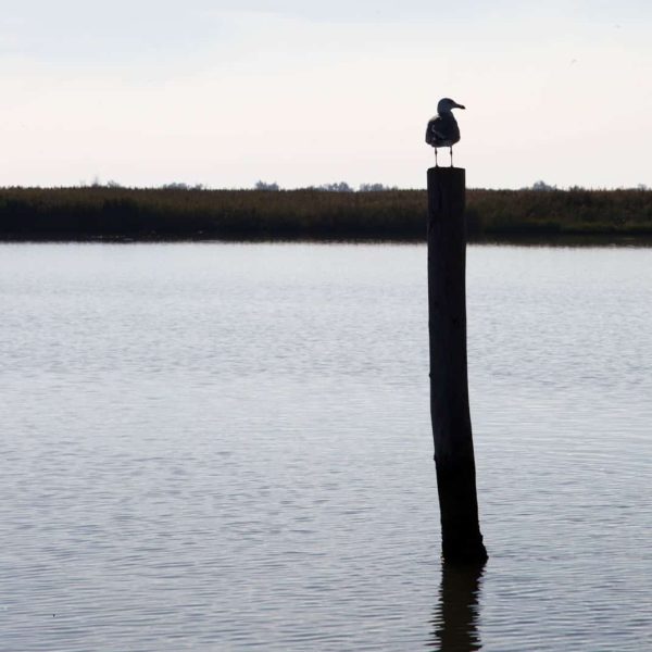 Parco Regionale del Delta del Po (FE) - Gabbiano su tronco di legno in acqua