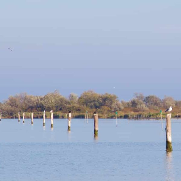 Parco Regionale del Delta del Po (FE) - Gabbiani su tronchi di legno in acqua