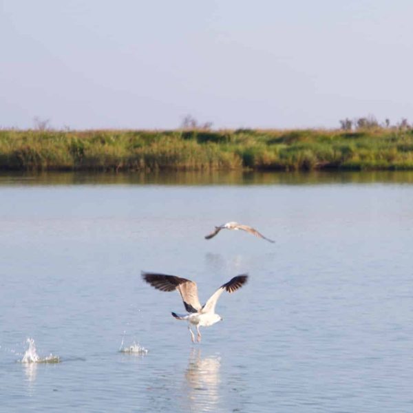 Parco Regionale del Delta del Po (FE) - Uccelli in acqua