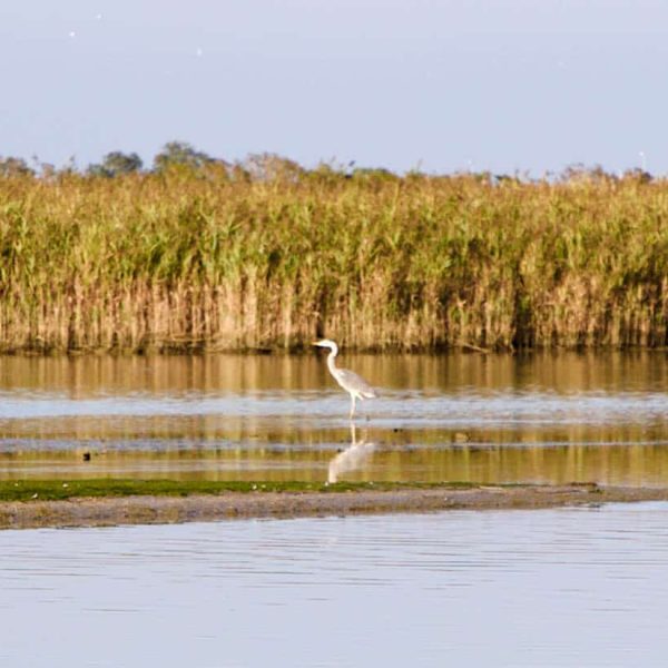 Parco Regionale del Delta del Po (FE) - Uccello in acqua