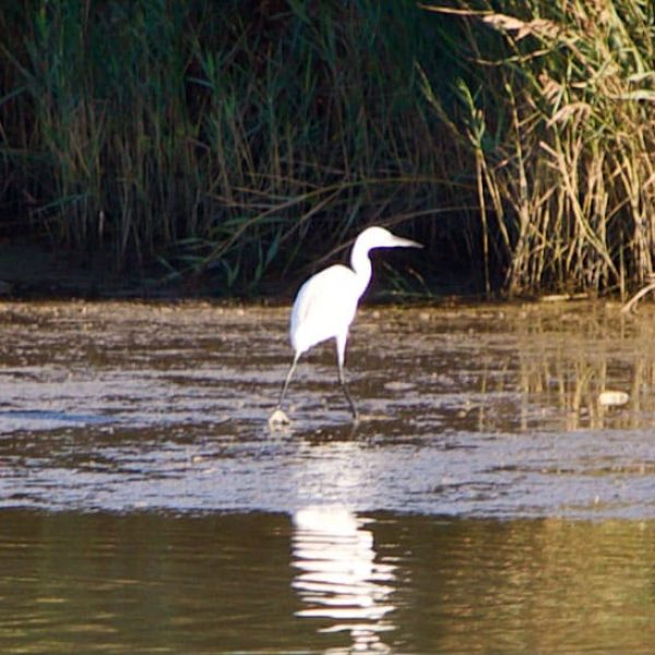 Parco Regionale del Delta del Po (FE) - Uccello in acqua