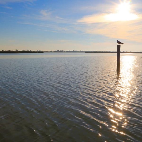 Parco Regionale del Delta del Po (FE) - Gabbiano su tronco di legno in acqua