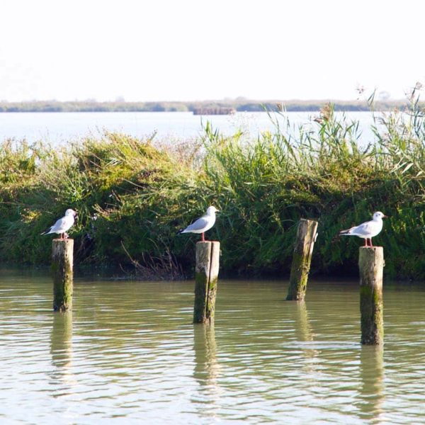 Parco Regionale del Delta del Po (FE) - Gabbiani su tronchi di legno