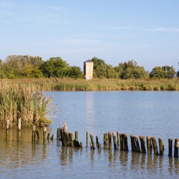 Parco Regionale del Delta del Po (FE) - Tronchi nel Po