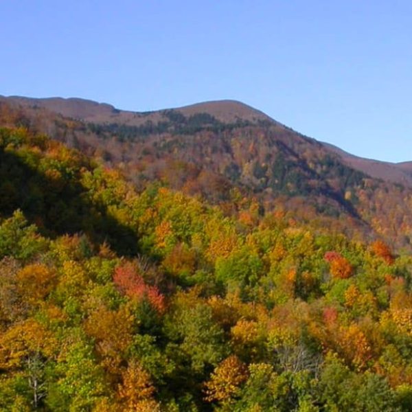 Parco Nazionale delle Foreste Casentinesi (FC) - Foliage