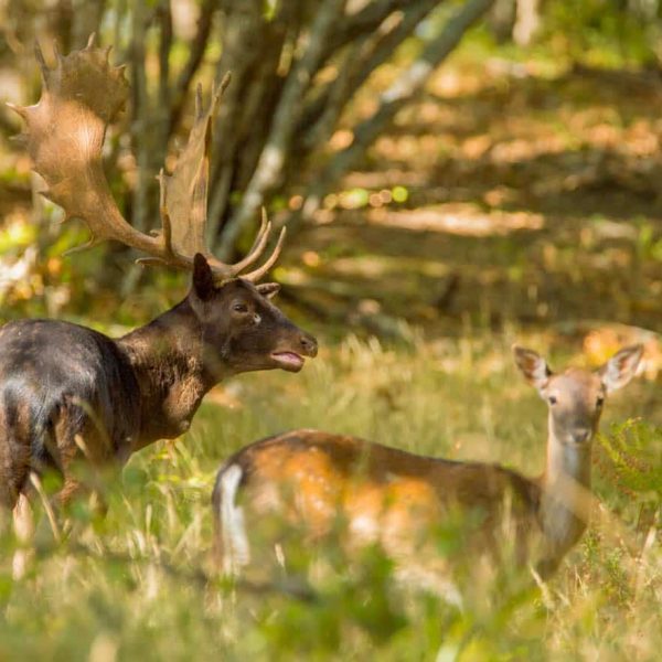 Parco Regionale Storico di Monte Sole (BO): cervo