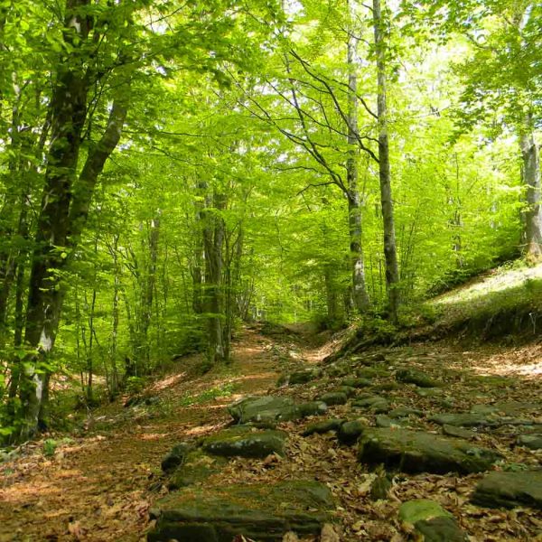TOGOLOCO_SCHEDE_NATURA_ANTICHE-VIE-VIA-DEGLI-DEI_09
